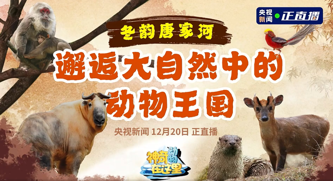 媒体聚焦 | 央视新闻走进唐家河，邂逅冰雪童话世界的动物王国